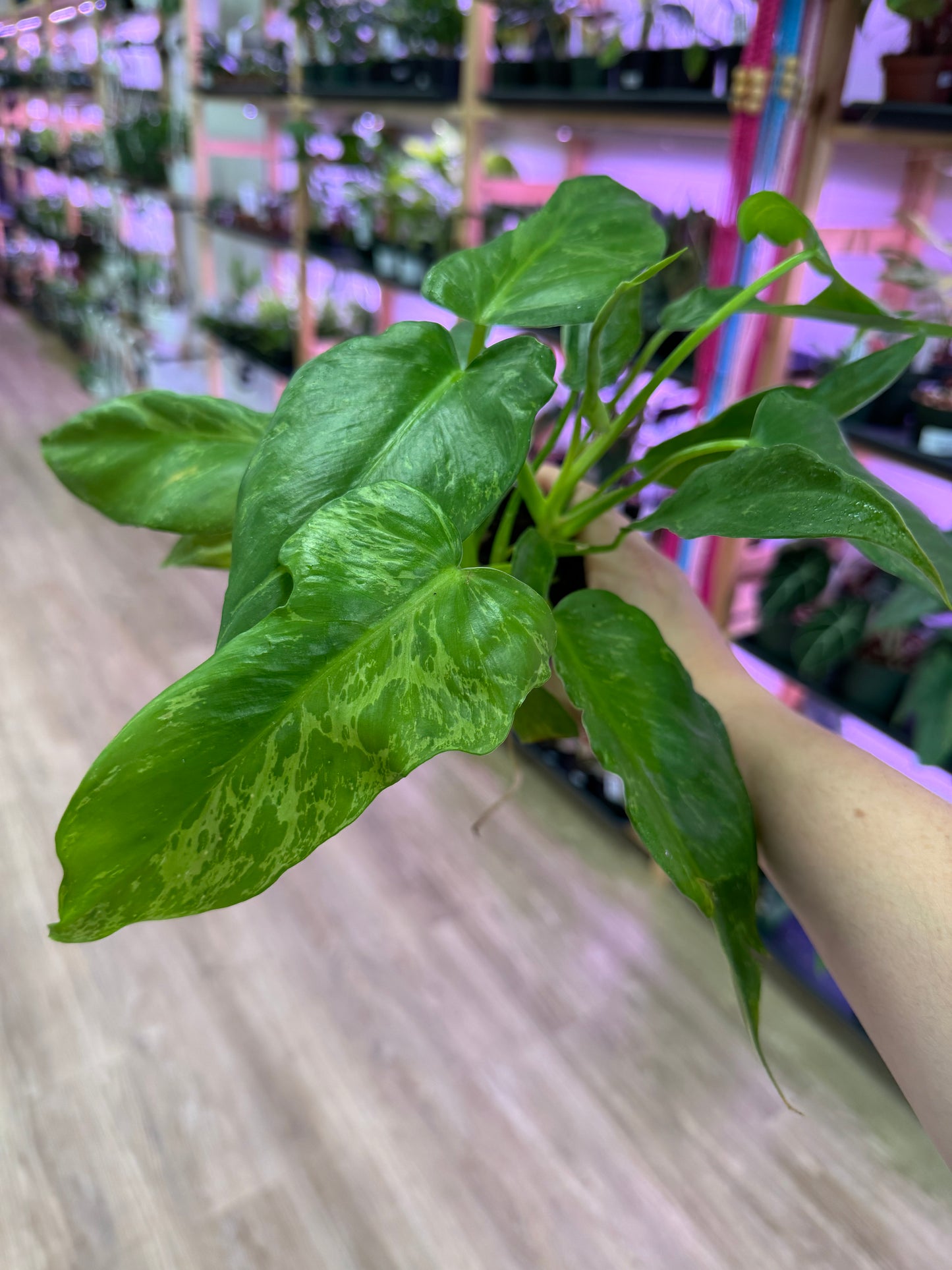 Example of philodendron golden dragon in a 4” pot