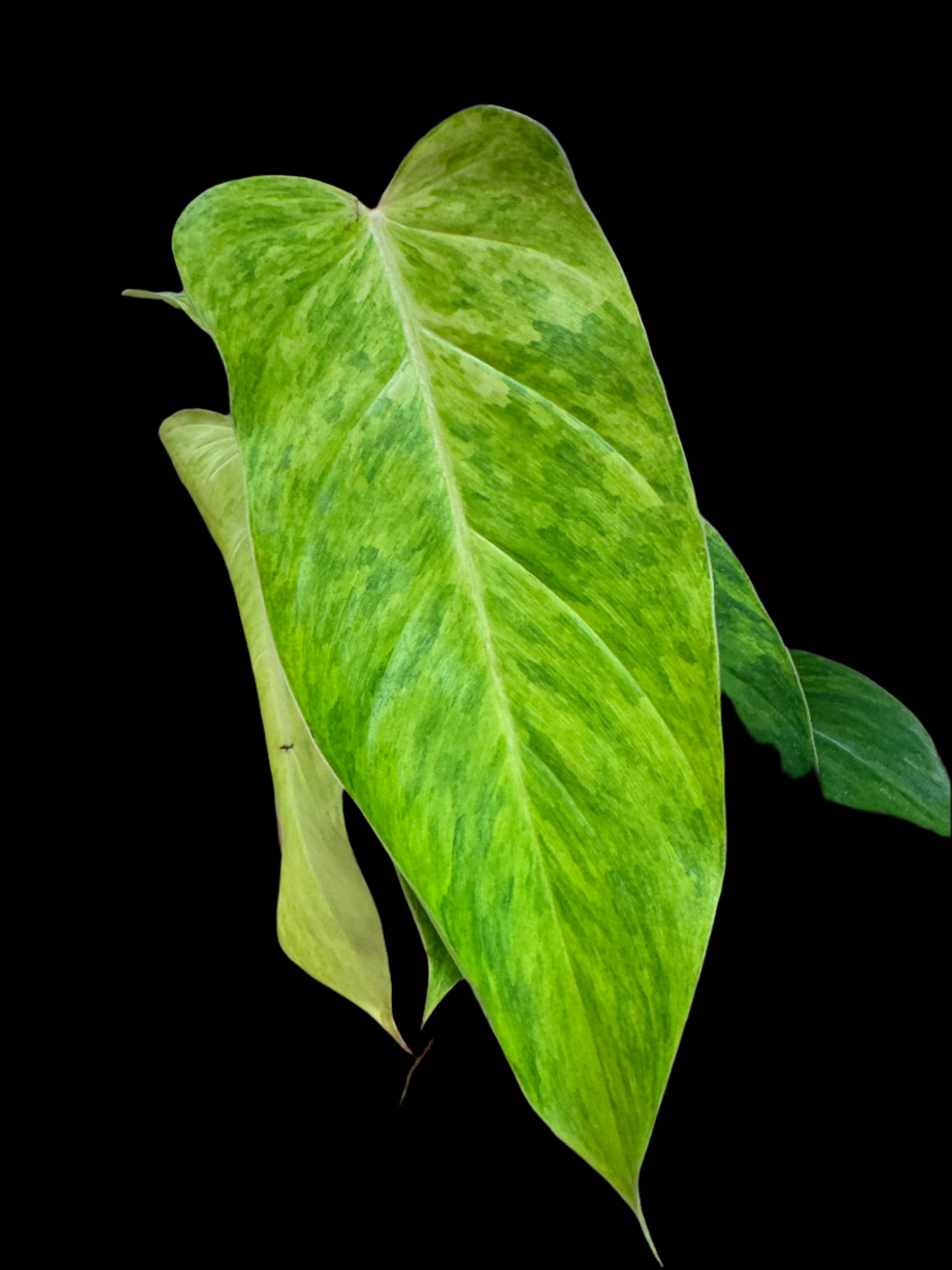 Example of Philodendron painted lady in 4” pot