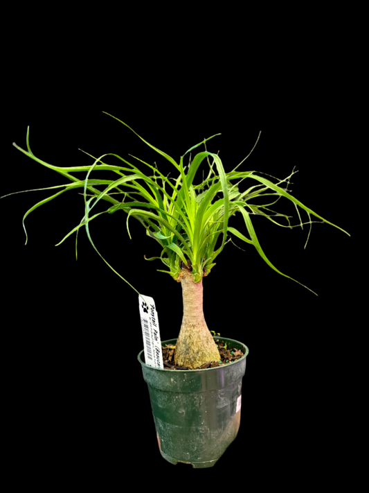 is a photo of a Pony Tail Palm in 4” green pot