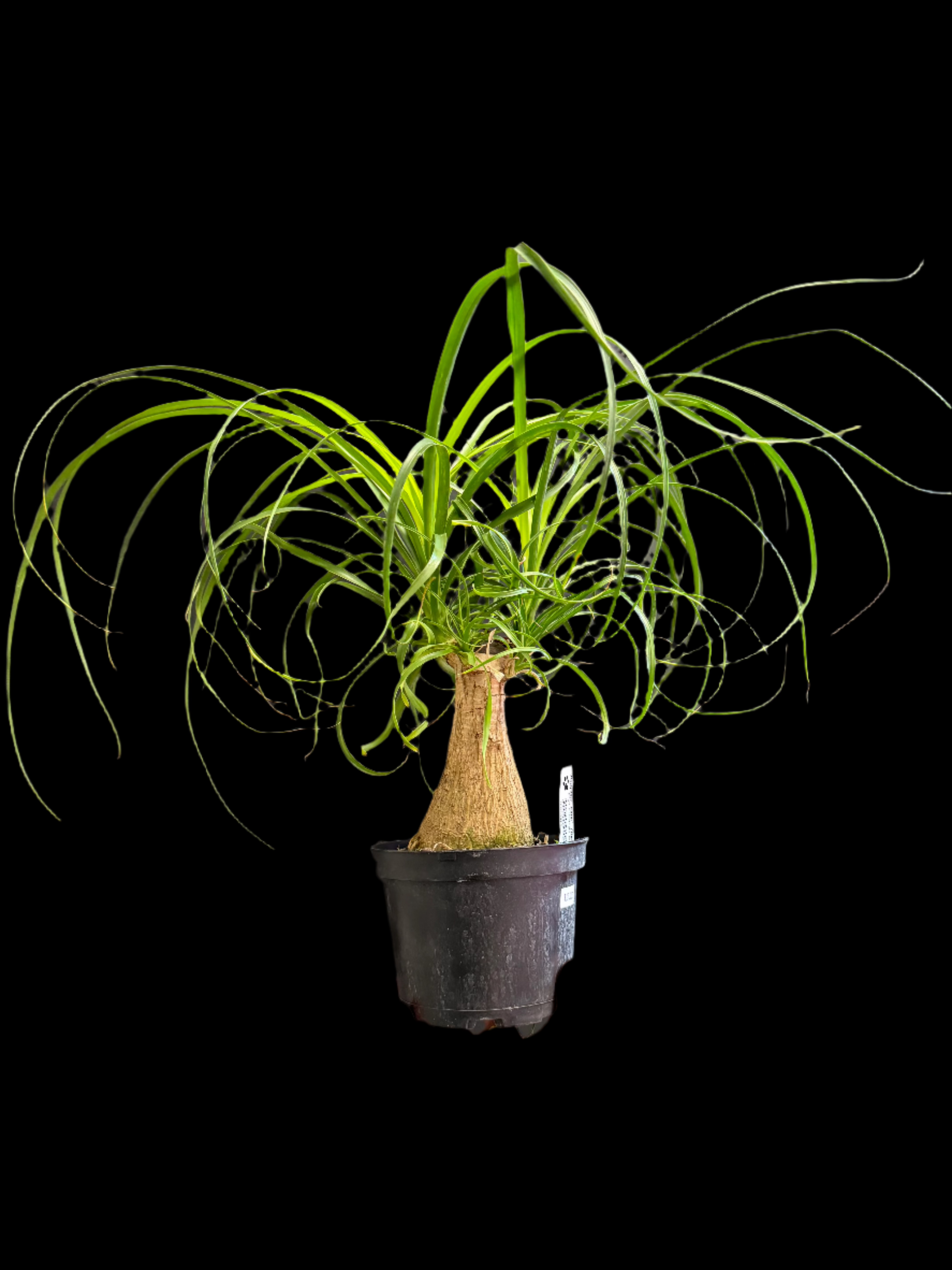 is a photo of a Pony Tail Palm in 6” black pot