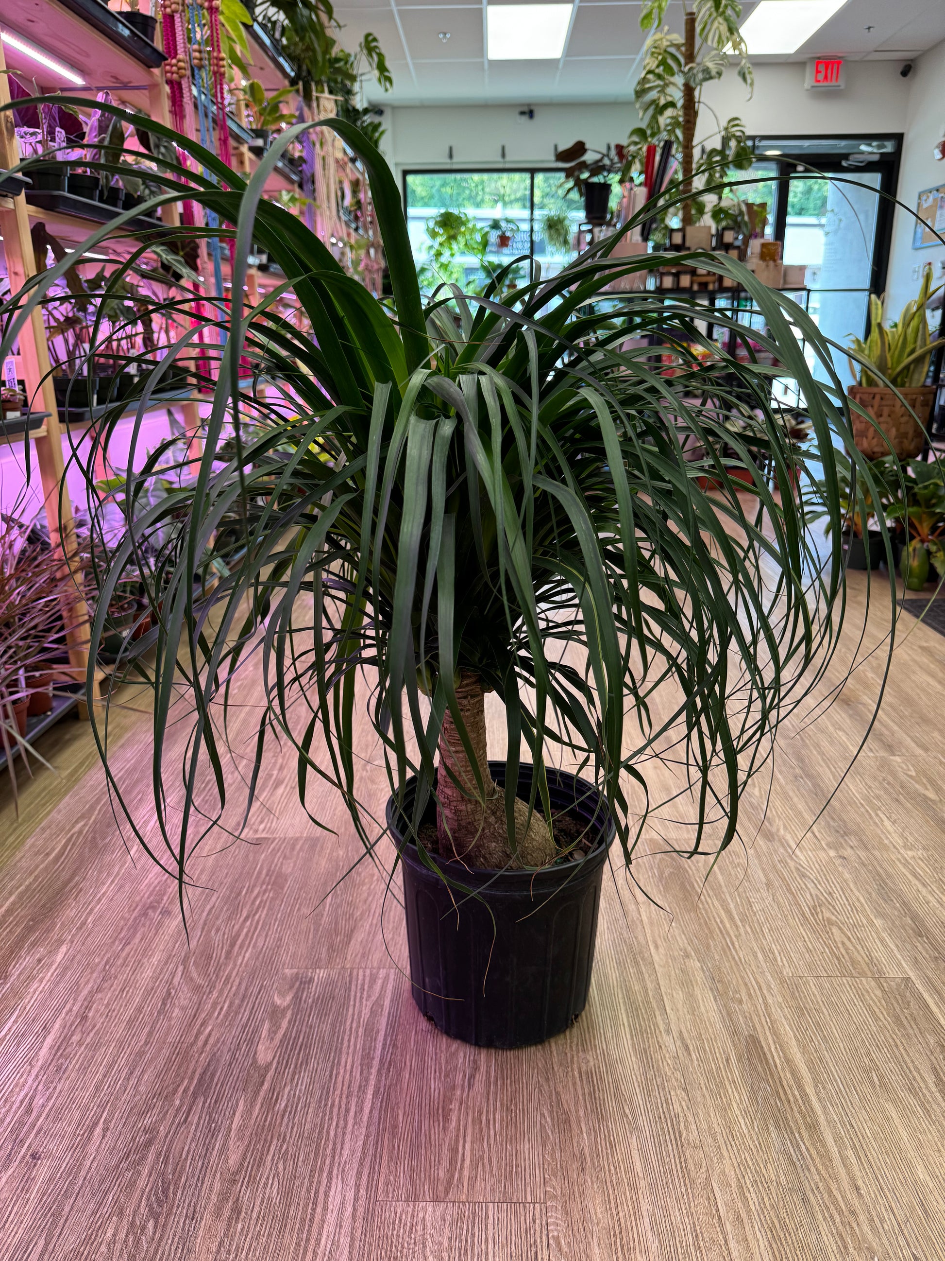 is a photo of a Pony Tail Palm in 10” black pot