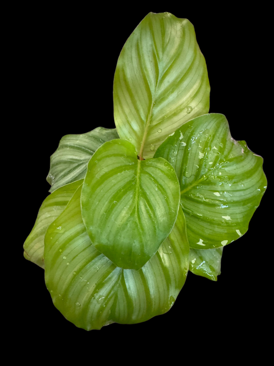 is a photo of a calathea orbifolia in 4” pot