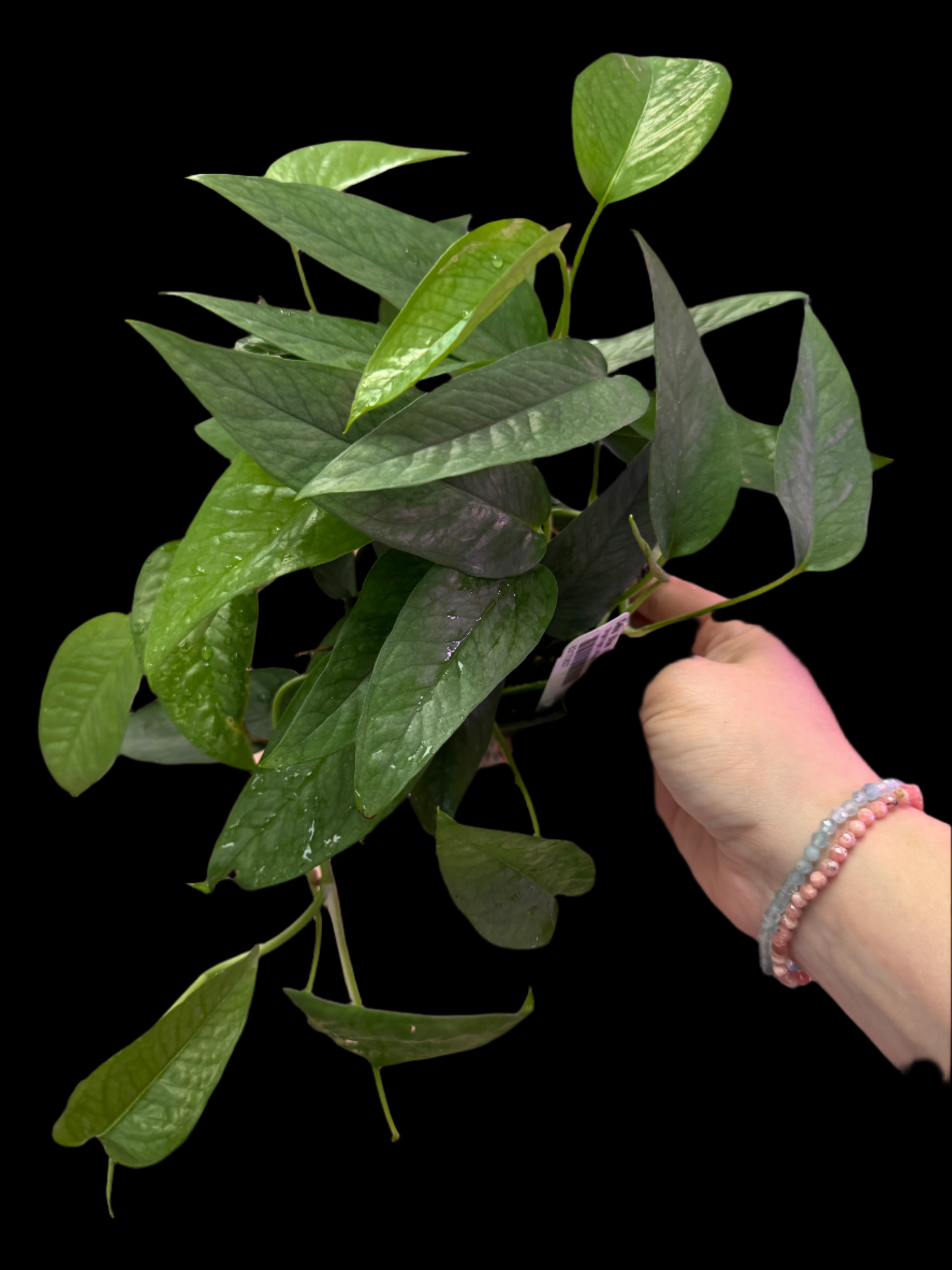 Example of Pothos cebu blue  in 4” pot