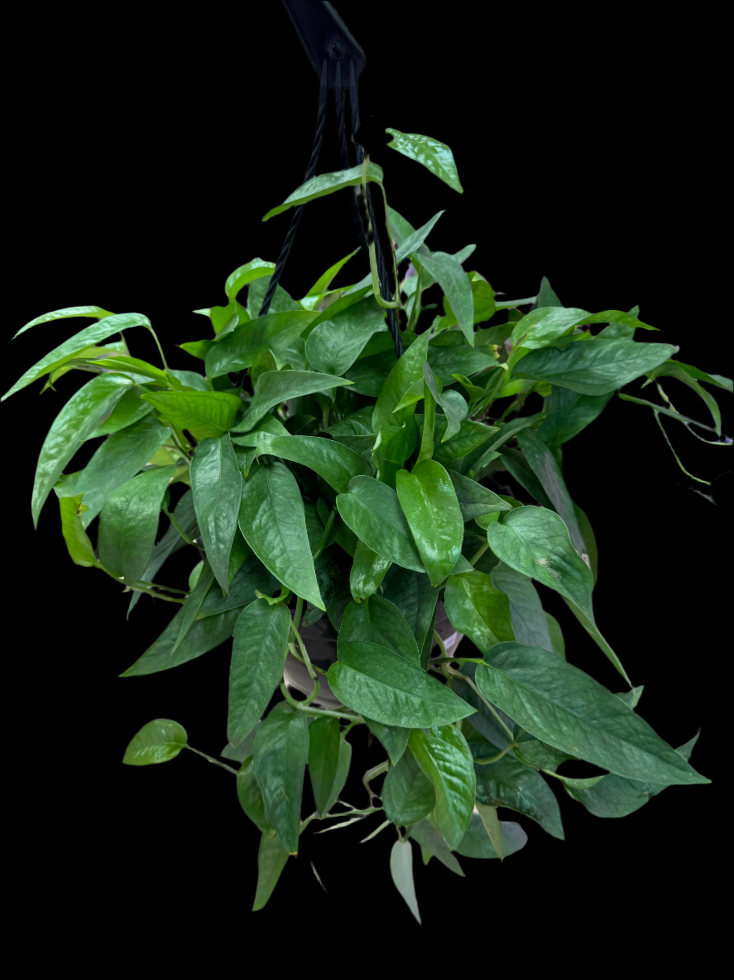 Example of Pothos cebu blue  in 8” pot