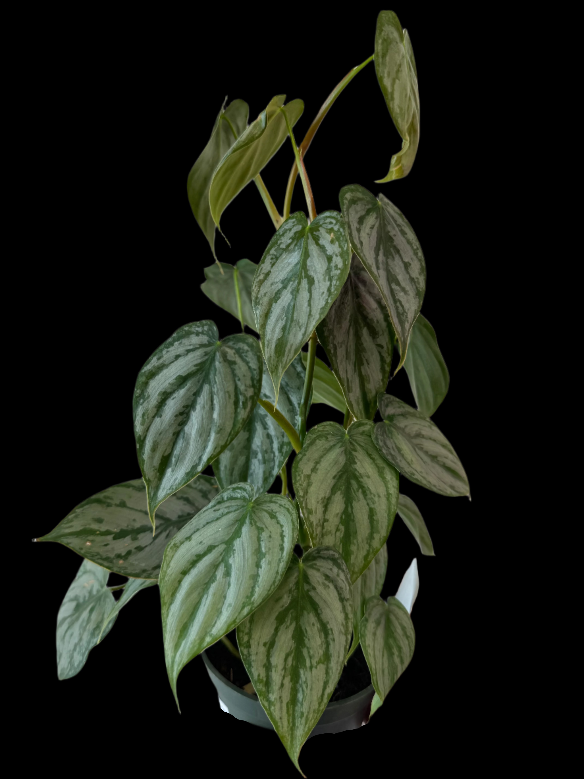 is a photo of a Philodendron brandi