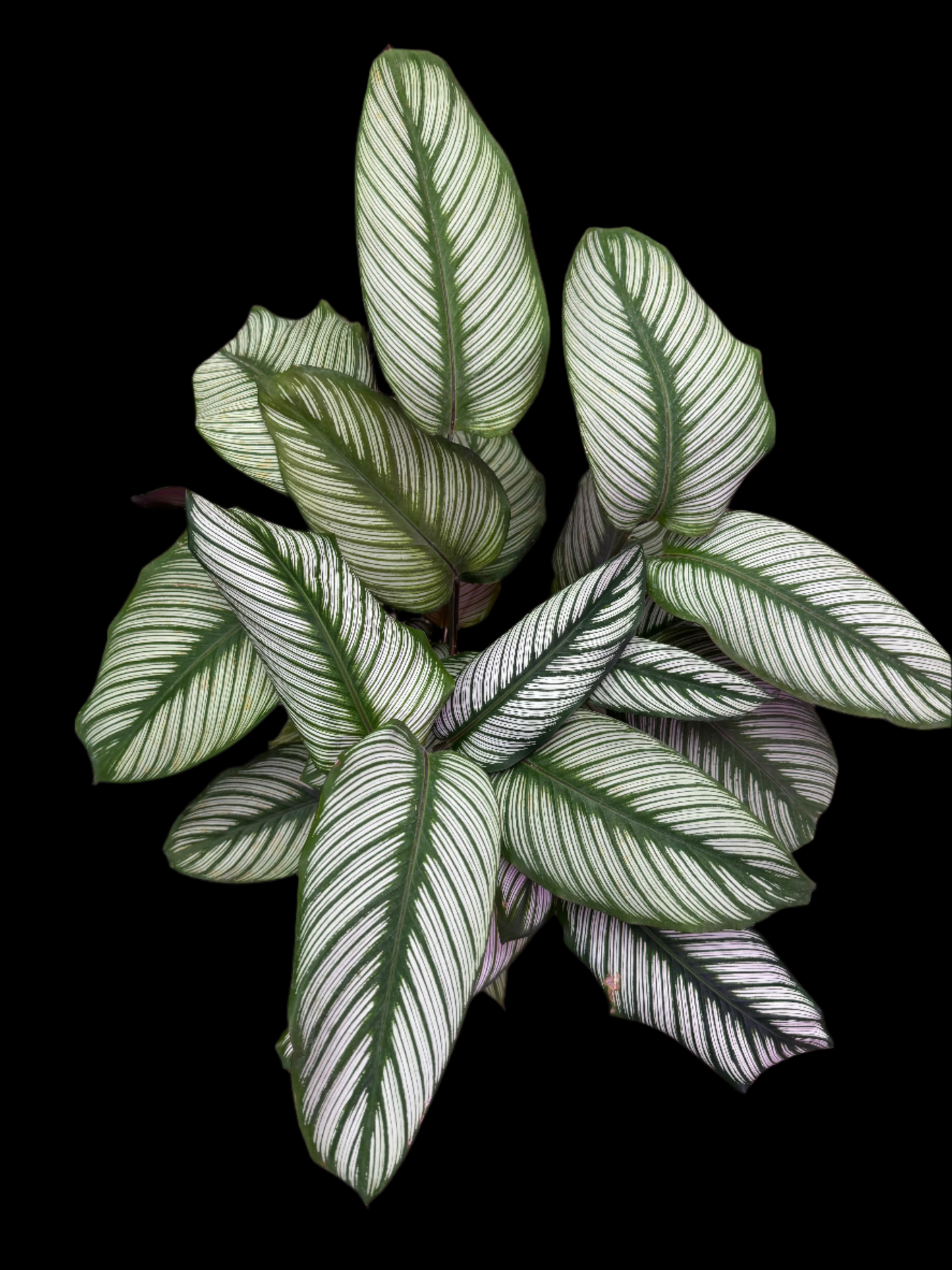 Calathea 'Estrella Blanca'