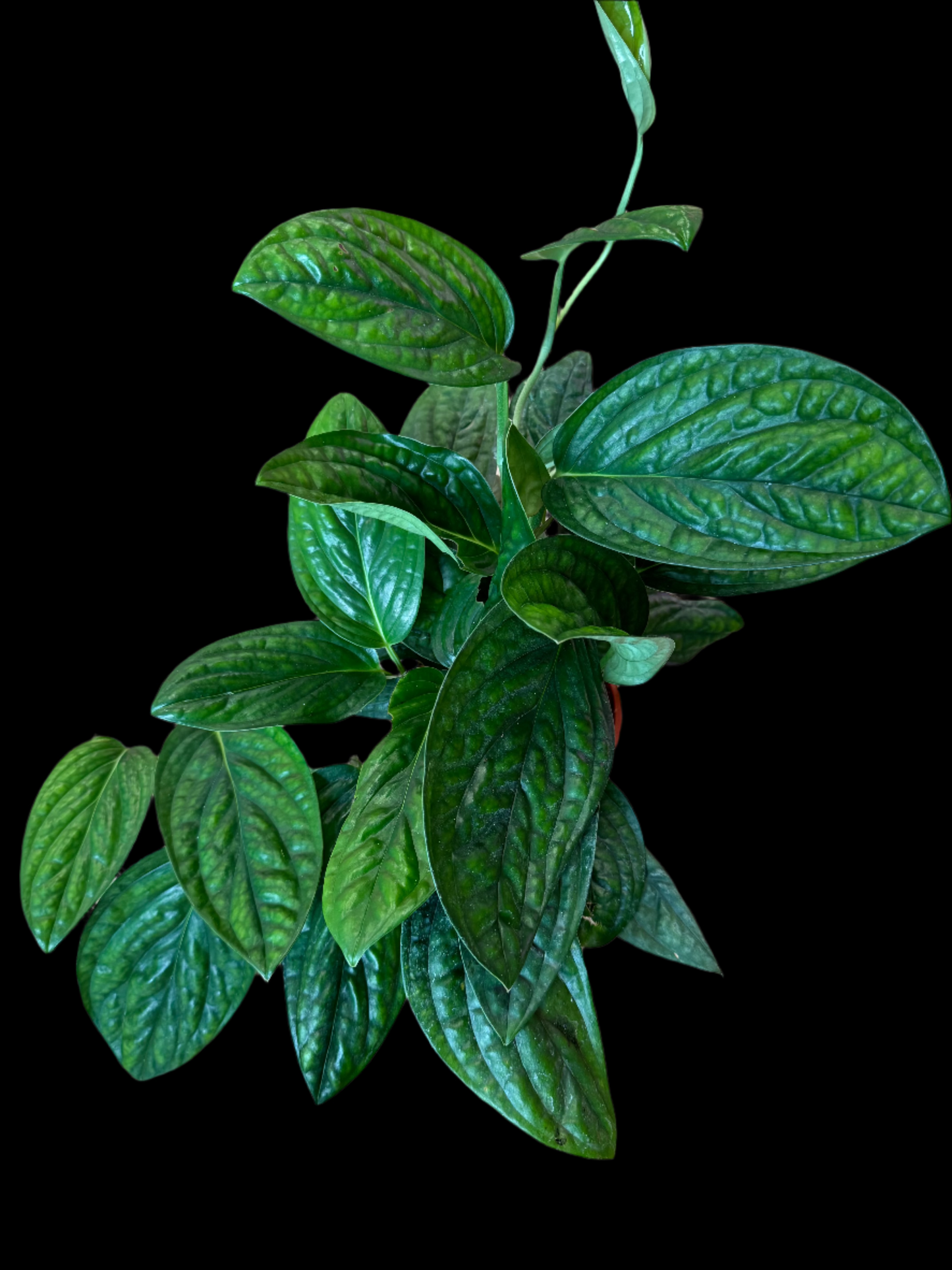 Is a photo of a Monstera Peru in 6” pot