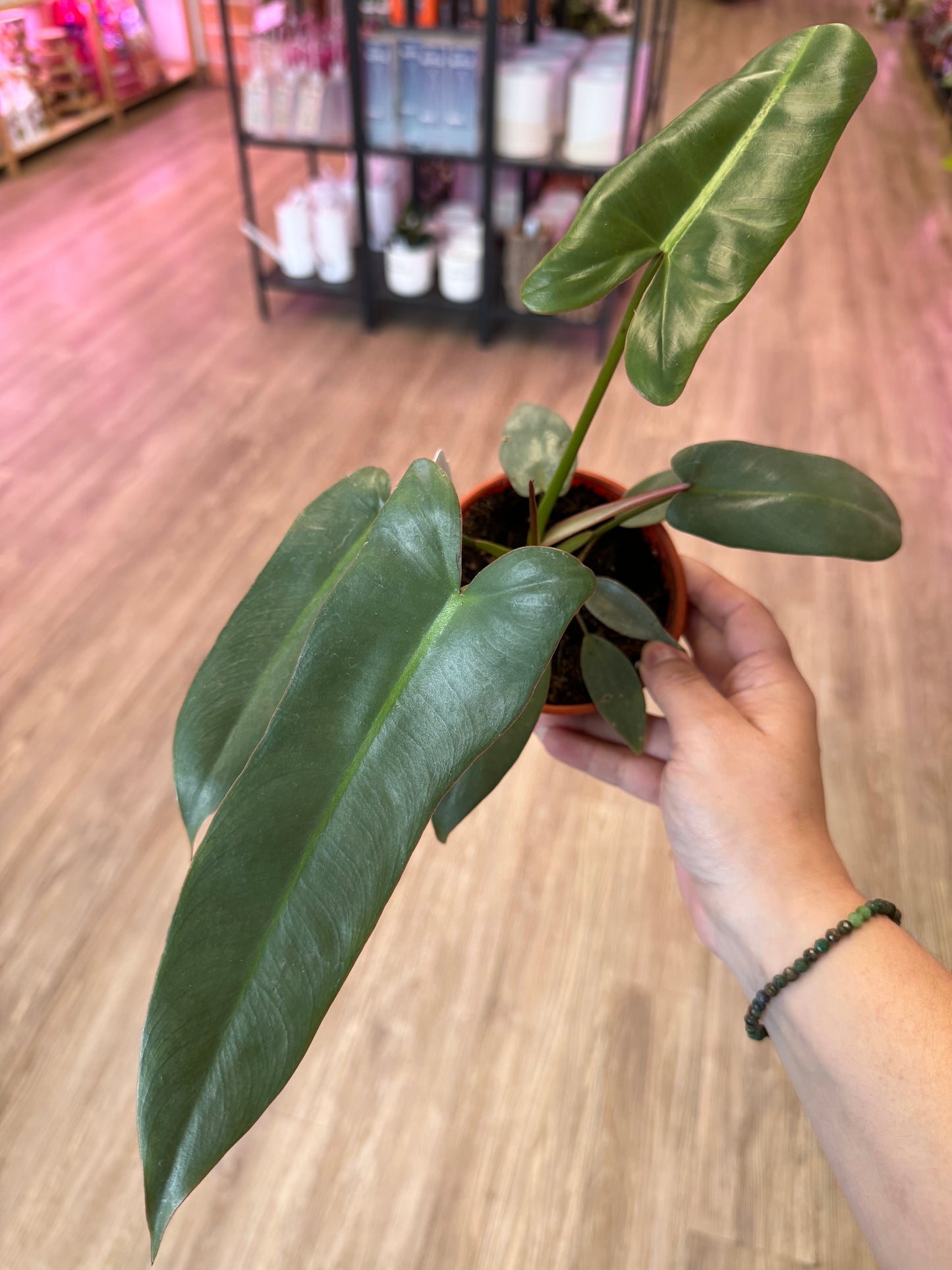 is a photo of a Philodendron Atabapoense in 4” pot