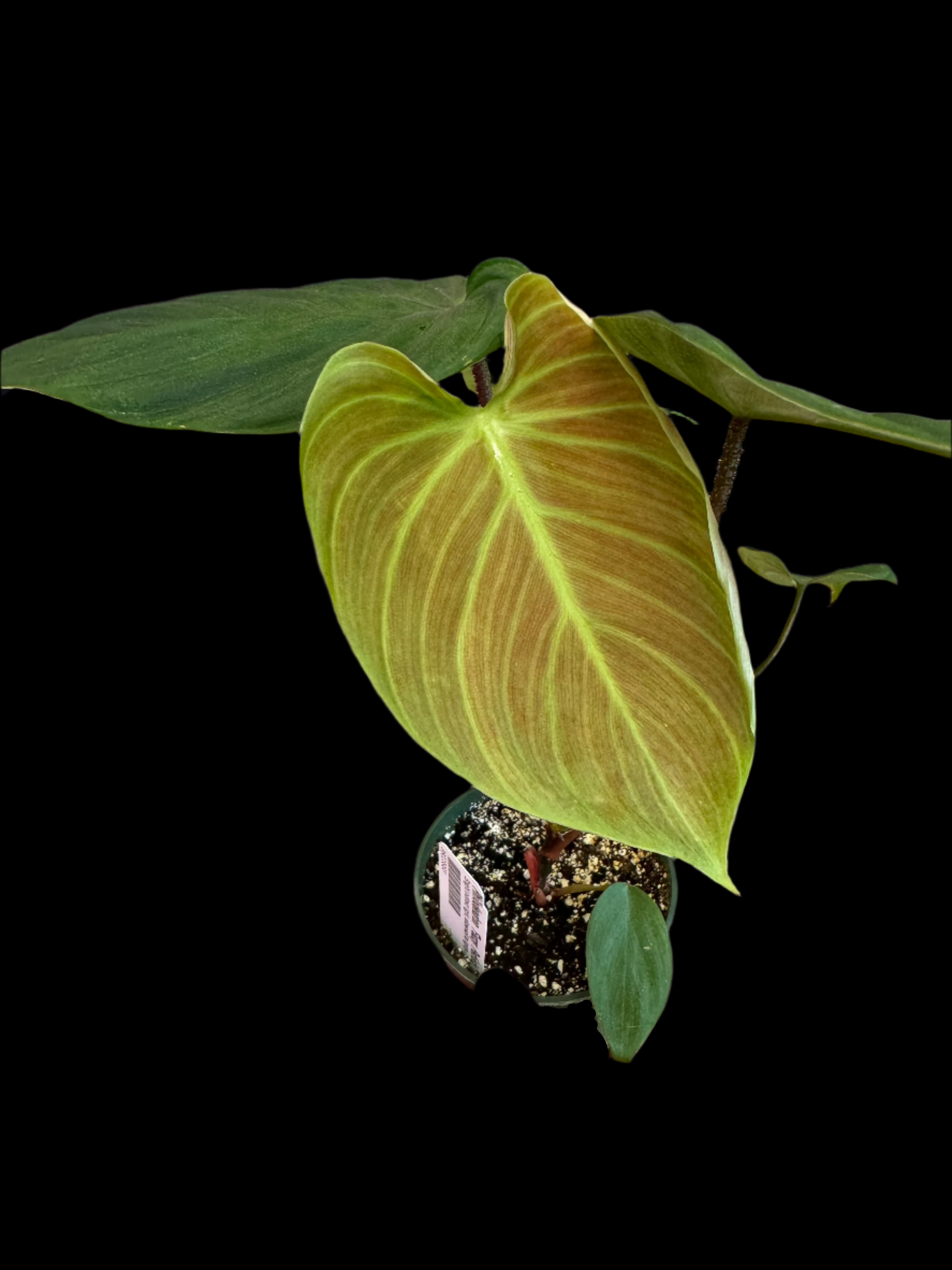 is a photo of a Philodendron Fuzzy Petiole in 4” pot 