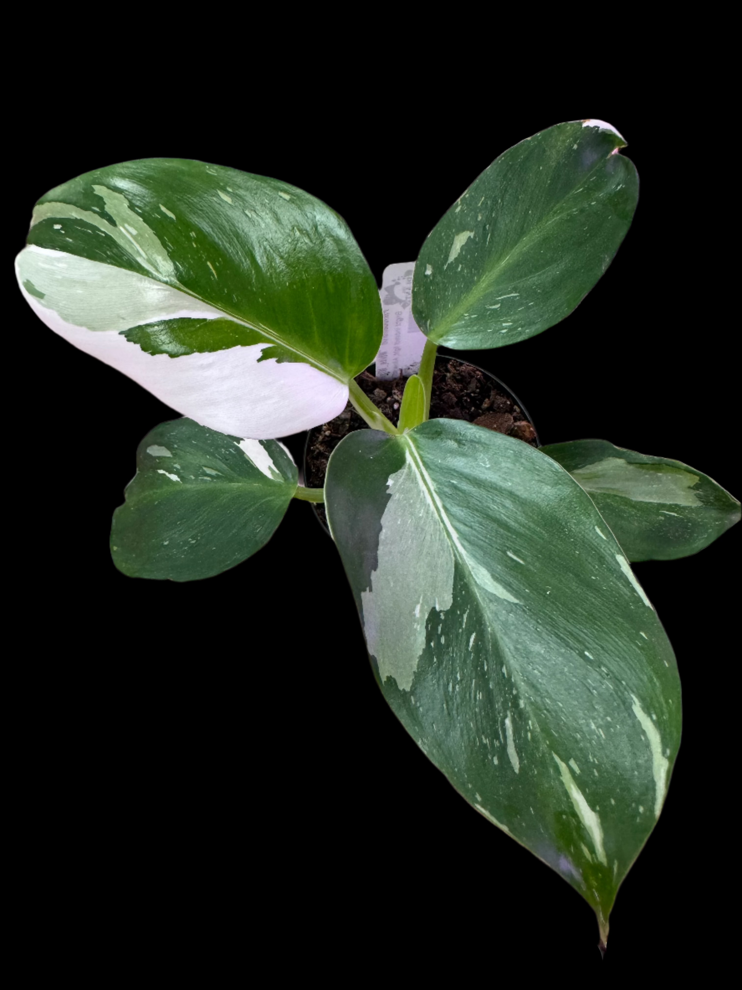 is a photo of a Philodendron White Wizard in 4” pot