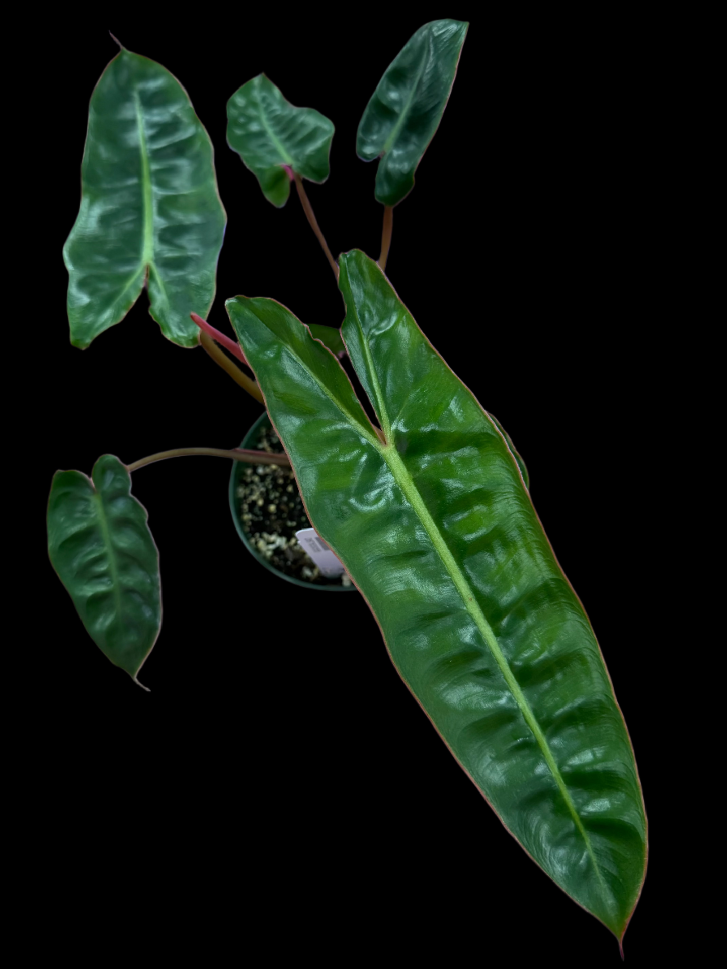 is a photo of a Philodendron Billietae in 4” pot