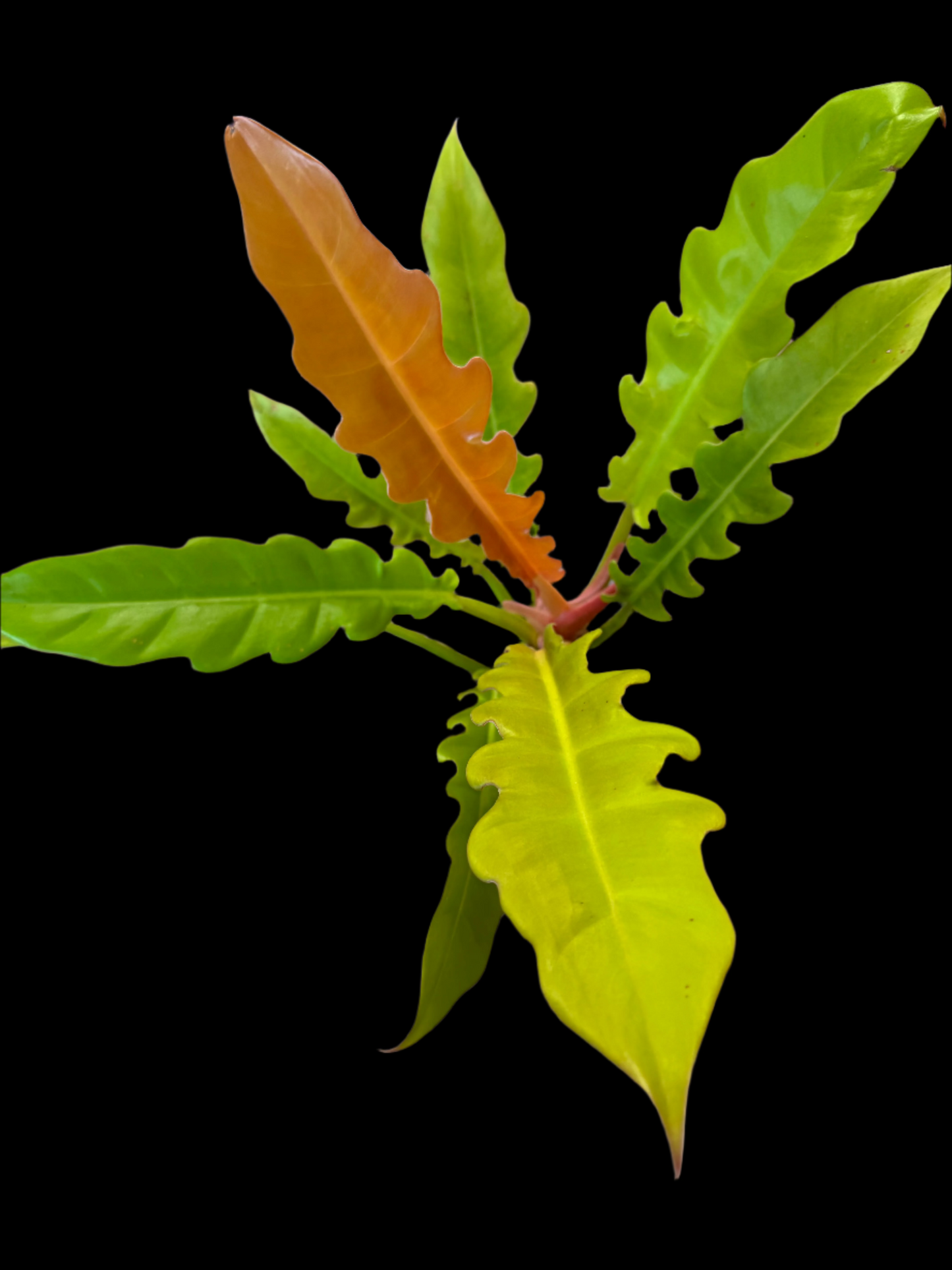 Example of Philodendron golden crocodile in 6” pot