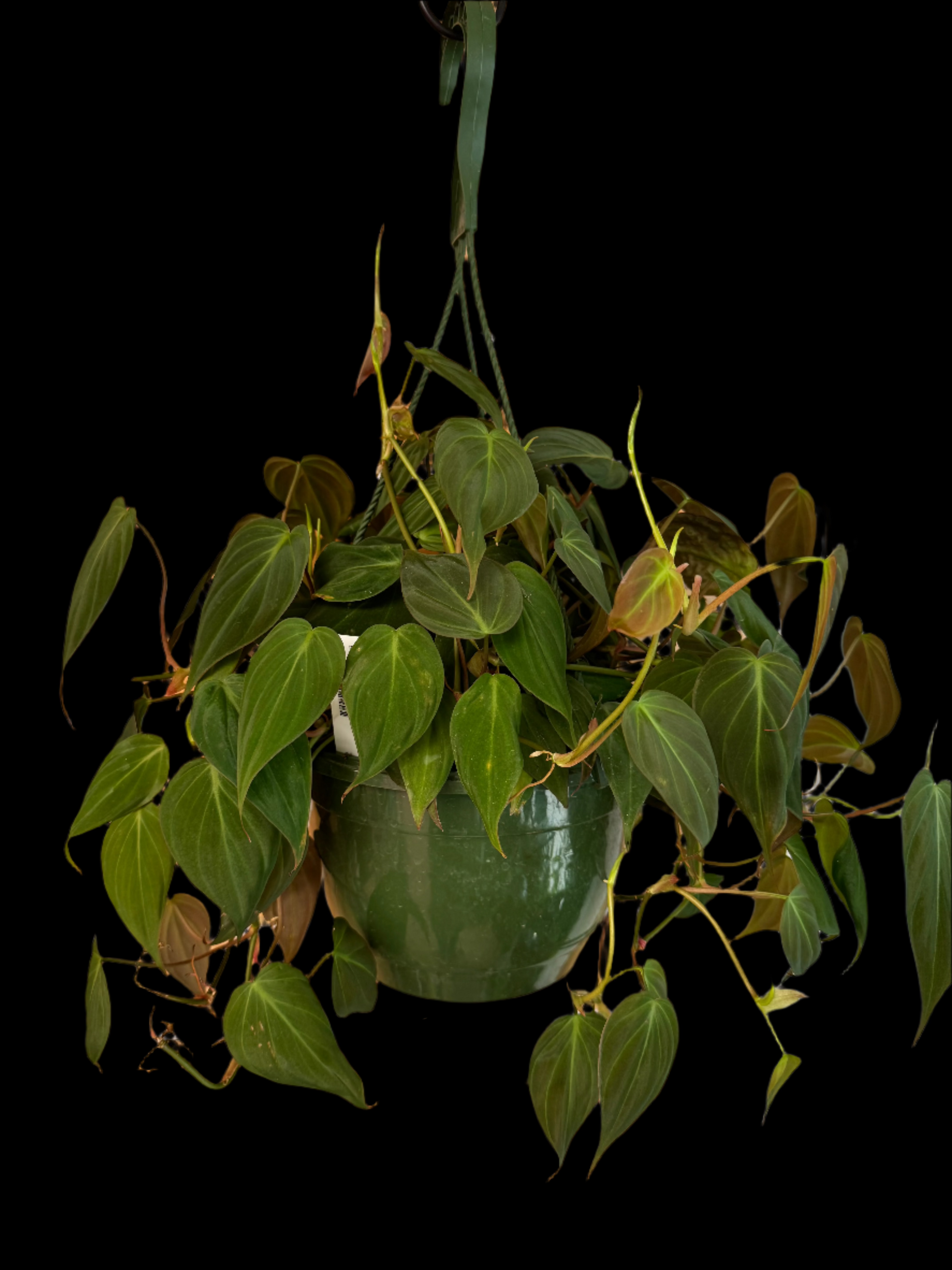 is a photo of a Philodendron Micans in 8” pot