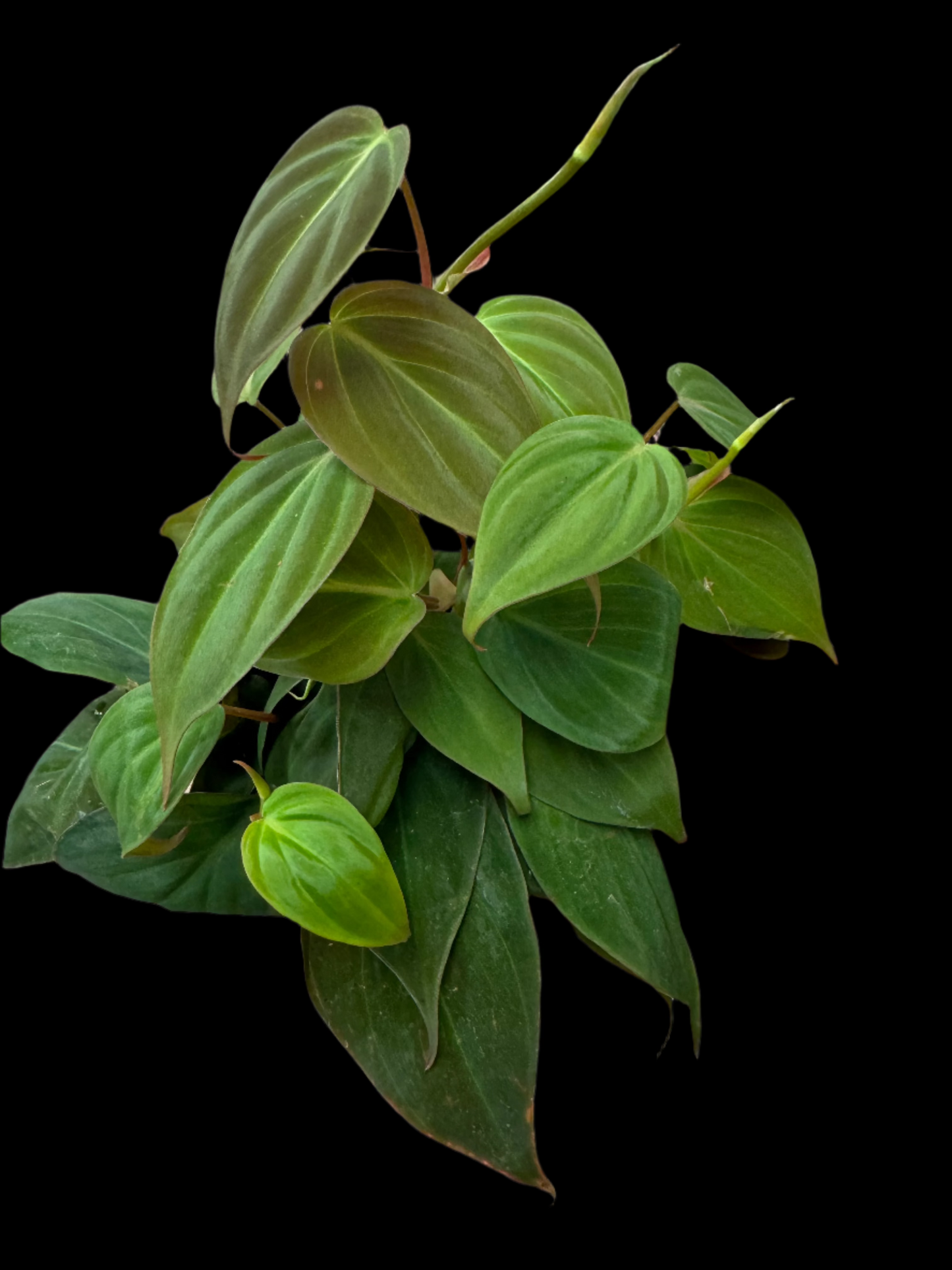 is a photo of a Philodendron Micans in 8” pot