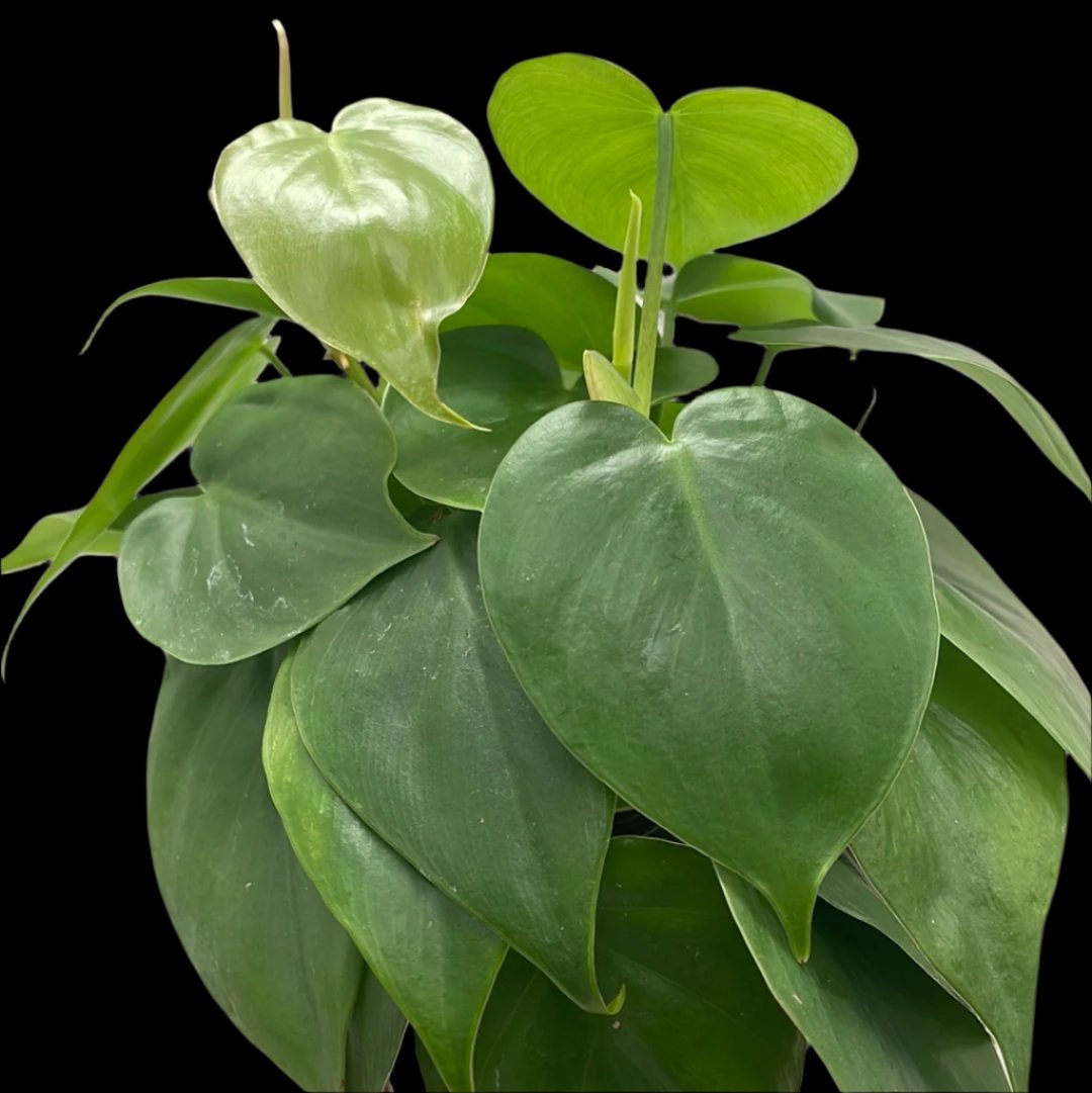 Is a photo of a Philodendron heart leaf